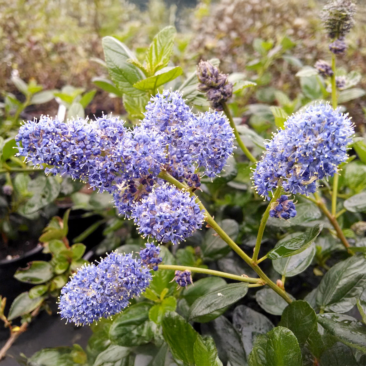 Céanothe - Lilas de californie - Céanothe Yankee point - Lilas de californie - Ceanothus griseus Yankee Point