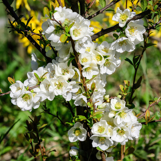 Cognassier du Japon Jet Trail Blanc - Bakker