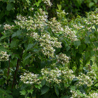 Clerodendrum trichotomum - Arbre du clergé - Arbustes fleuris