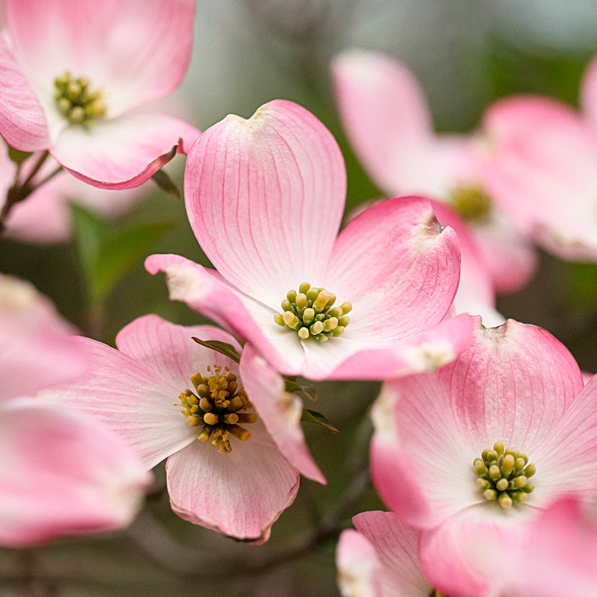 Cornus kousa Satomi - Cornouiller du Japon Satomi - Arbres fleuris