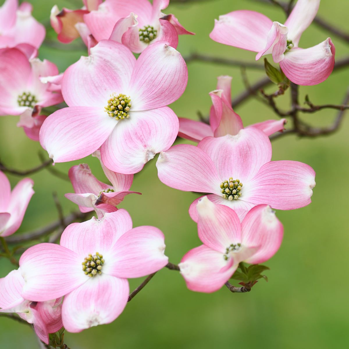 Vente Cornouiller du Japon Satomi