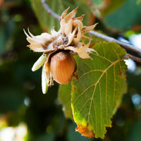 Noisetier Webbs Prize Cob - Corylus avellana Webbs Prize Cobb - Bakker