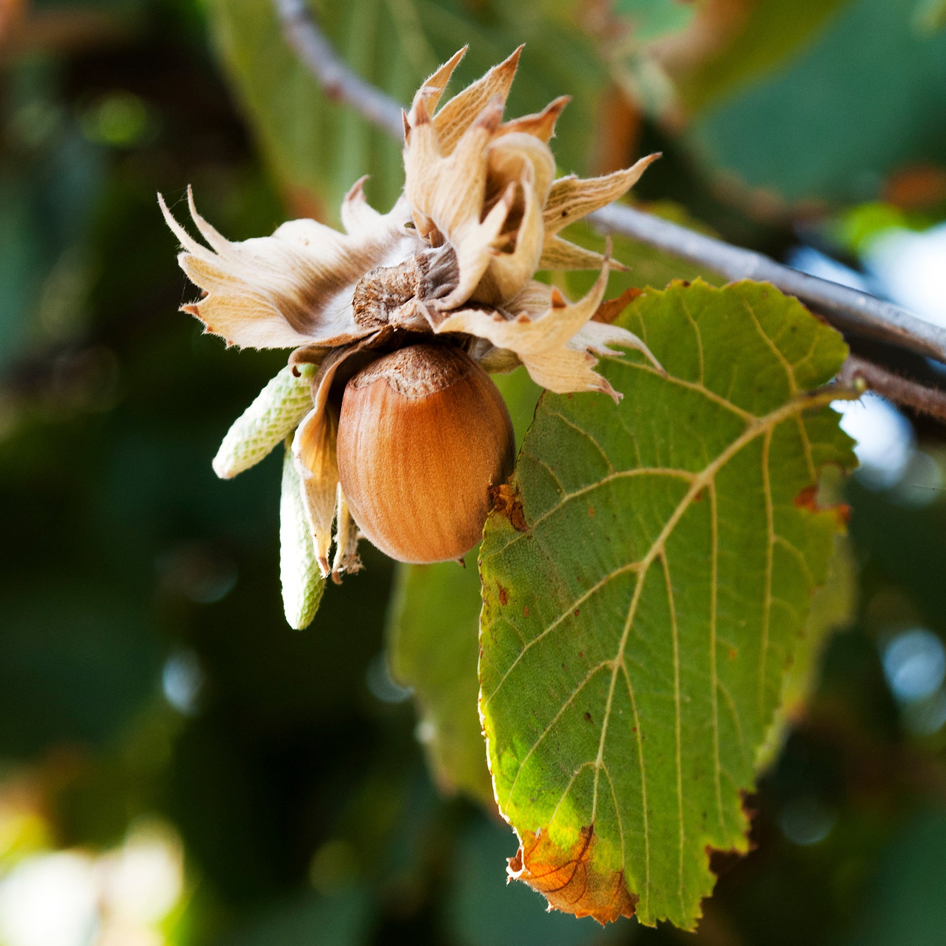 Noisetier Webbs Prize Cob - Corylus avellana Webbs Prize Cobb - Bakker
