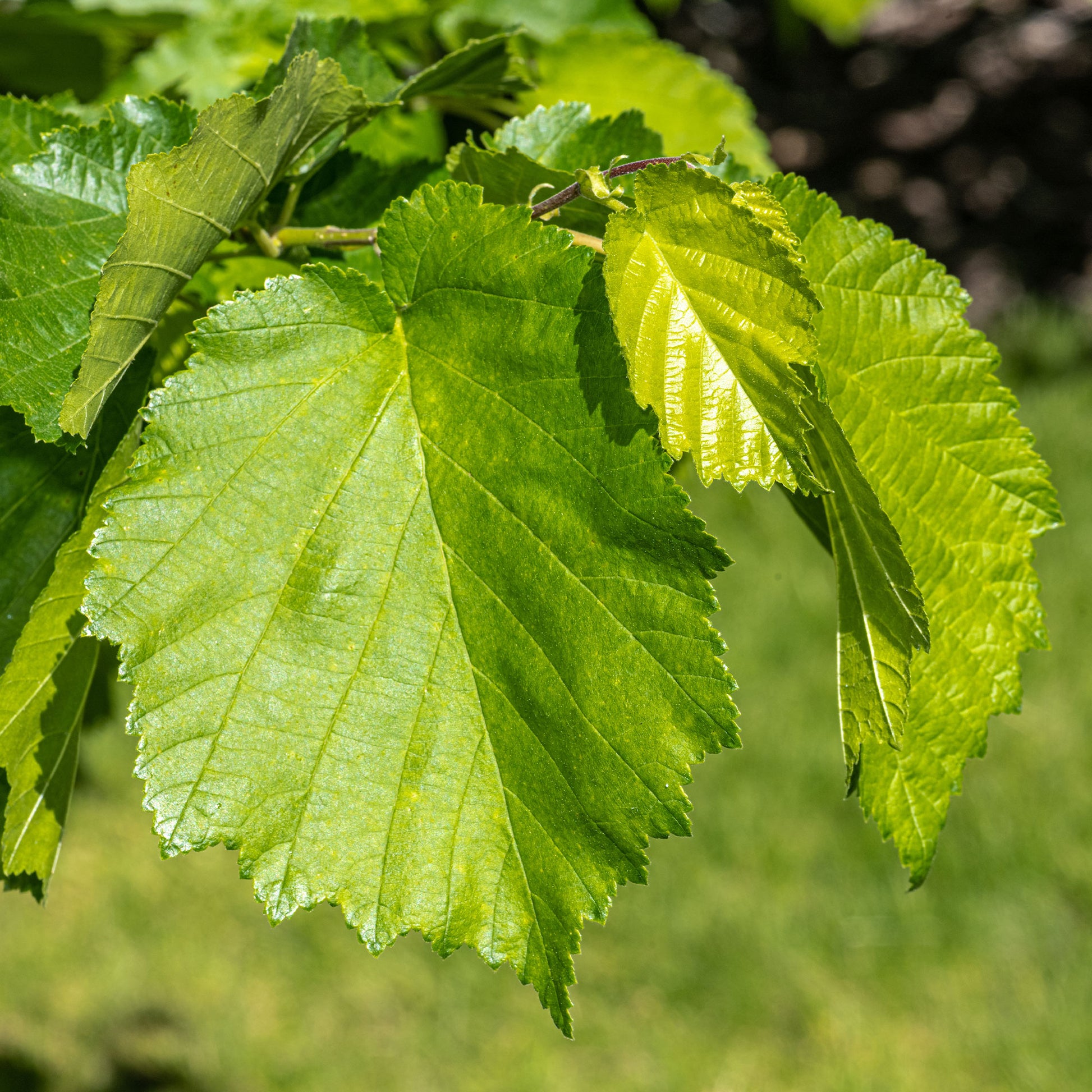 Noisetier - Noisetier de Byzance - Corylus colurna
