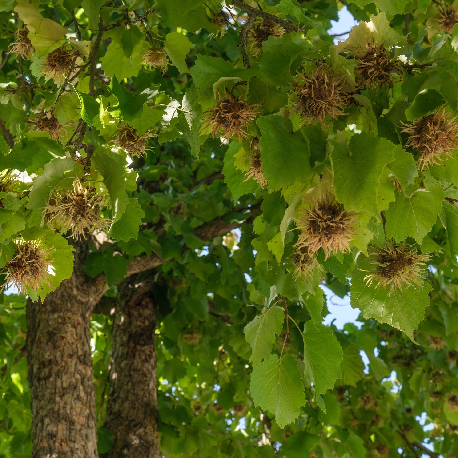 Corylus colurna - Noisetier de Byzance - Noisetier