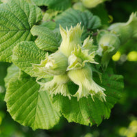 Noisetier Merveille de Bollwiller - Corylus maxima Merveille de Bollwiller - Bakker
