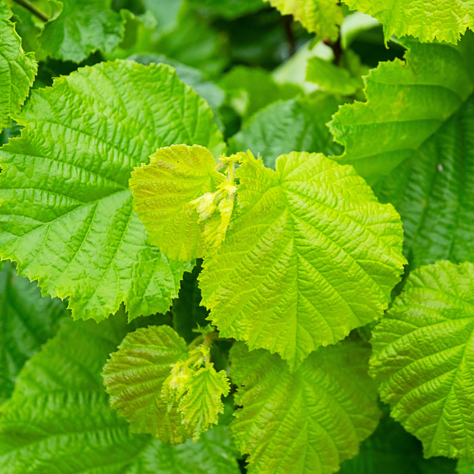Vente Noisetier Merveille de Bollwiller - Corylus maxima Merveille de Bollwiller