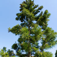 Cryptomeria japonica - Cèdre du Japon - Conifères