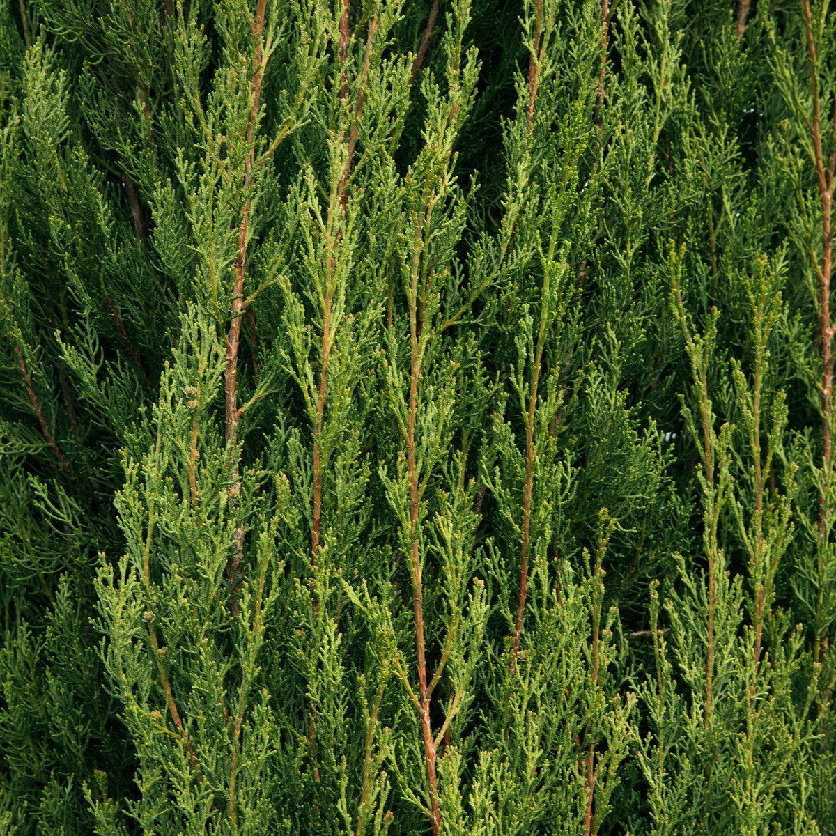 Conifères - Cyprès d'Italie Stricta - Cupressus sempervirens Stricta