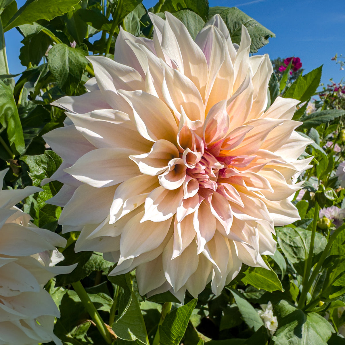 3 Dahlias Café au lait - Dahlia Café au Lait - Bakker