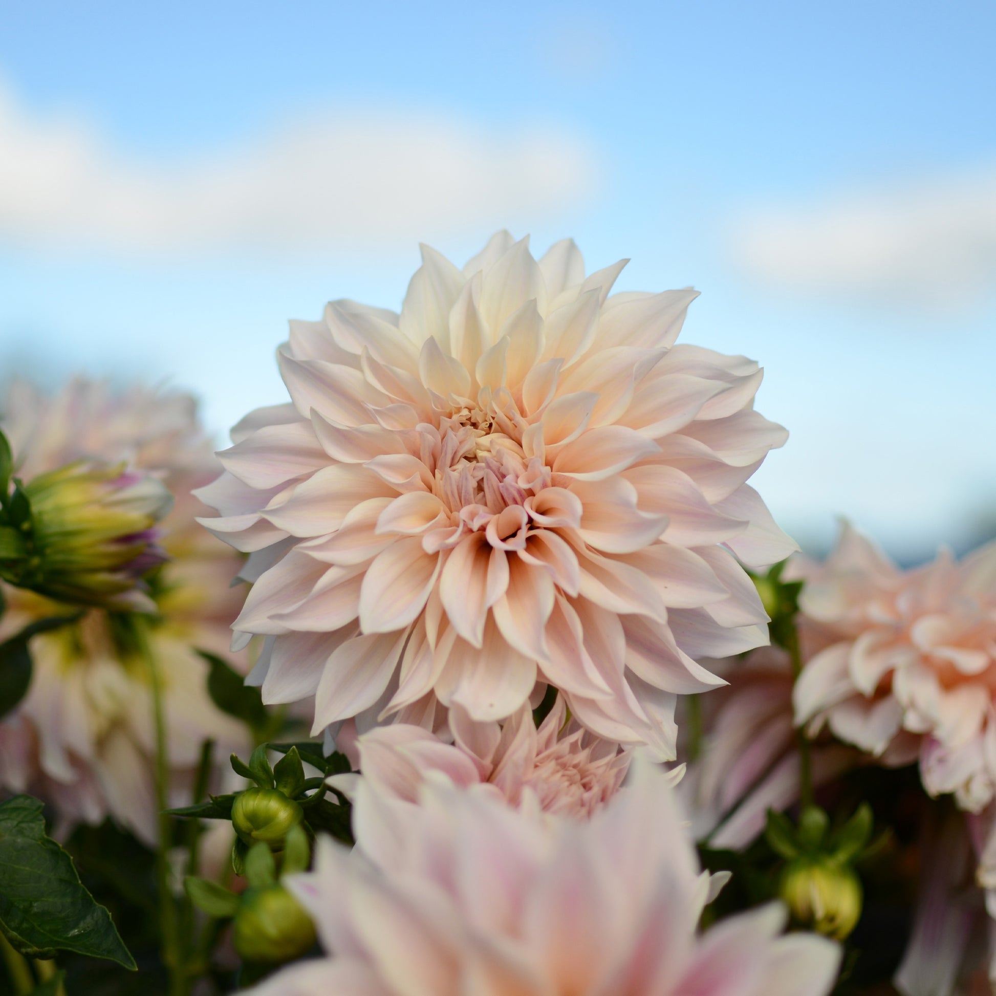 3 Dahlias Café au lait - Dahlia Café au Lait - Bakker