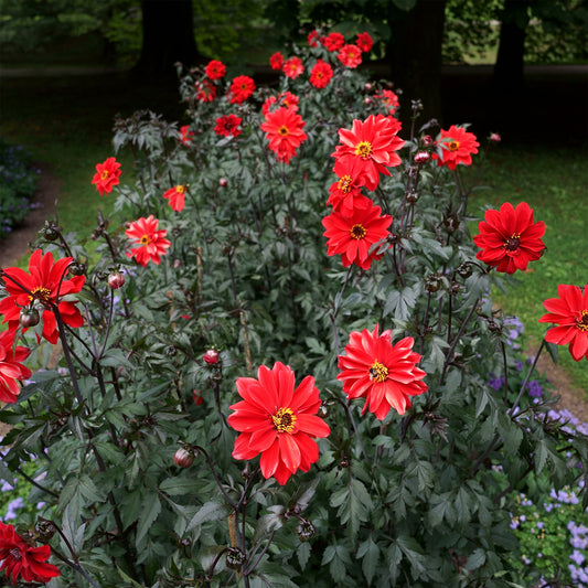 Dahlia Bishop of Llandaff - Bakker