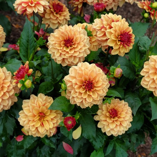 Dahlia Crème de Cognac - Bakker