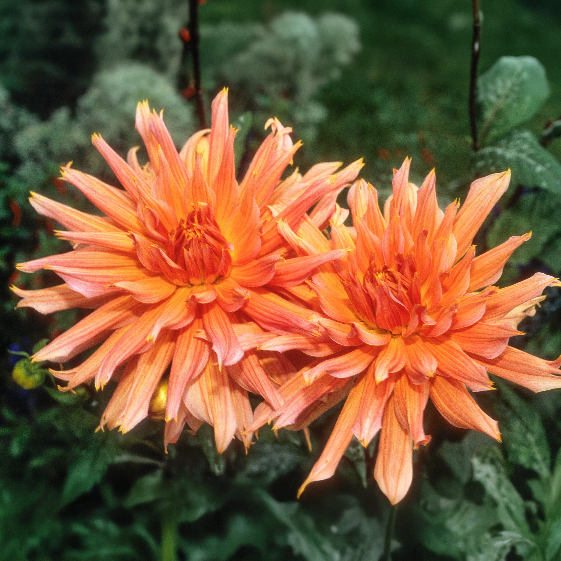 Dahlia Omega - Dahlia cactus Omega - Bulbes de Dahlia