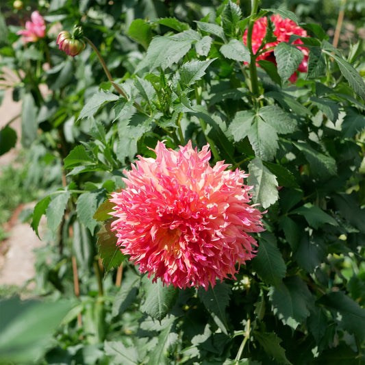 Dahlia Fubuki Myrtle's Folly - Bakker