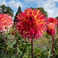 Dahlia Fubuki Myrtle's Folly - Dahlia fubuki Myrtle's Folly - Bakker