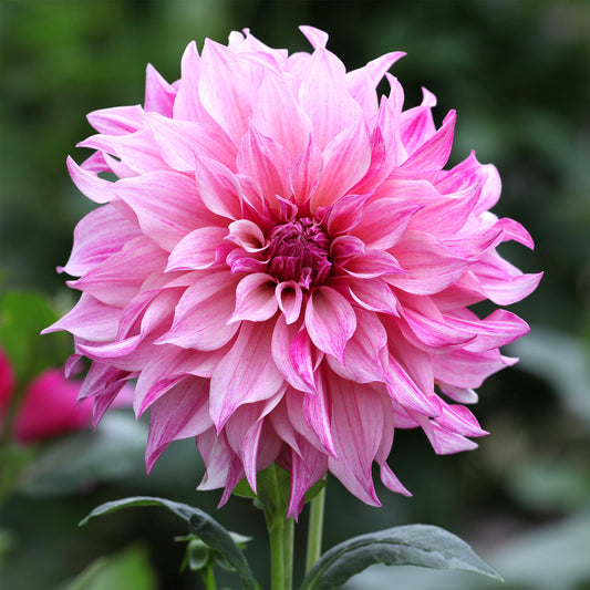 Dahlia géant Café au lait Rose - Bakker