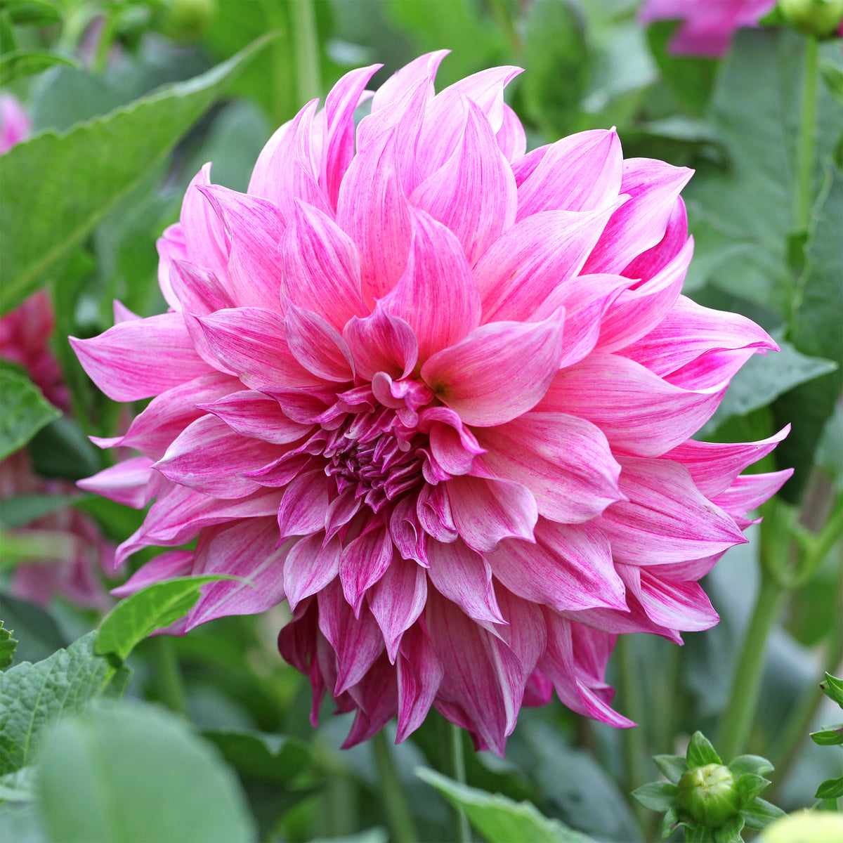 Dahlia géant Café au lait Rose - Dahlia Café au Lait Rose - Bakker