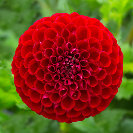 Dahlia Ball Cornel - Bakker