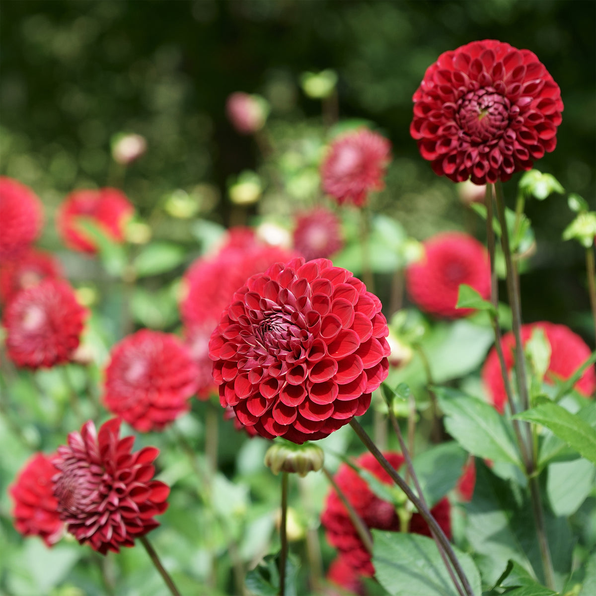 Dahlia Ball Cornel - Dahlia Cornel - Bakker