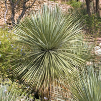 Vente Dasylirion wheeleri - Dasylirion wheeleri