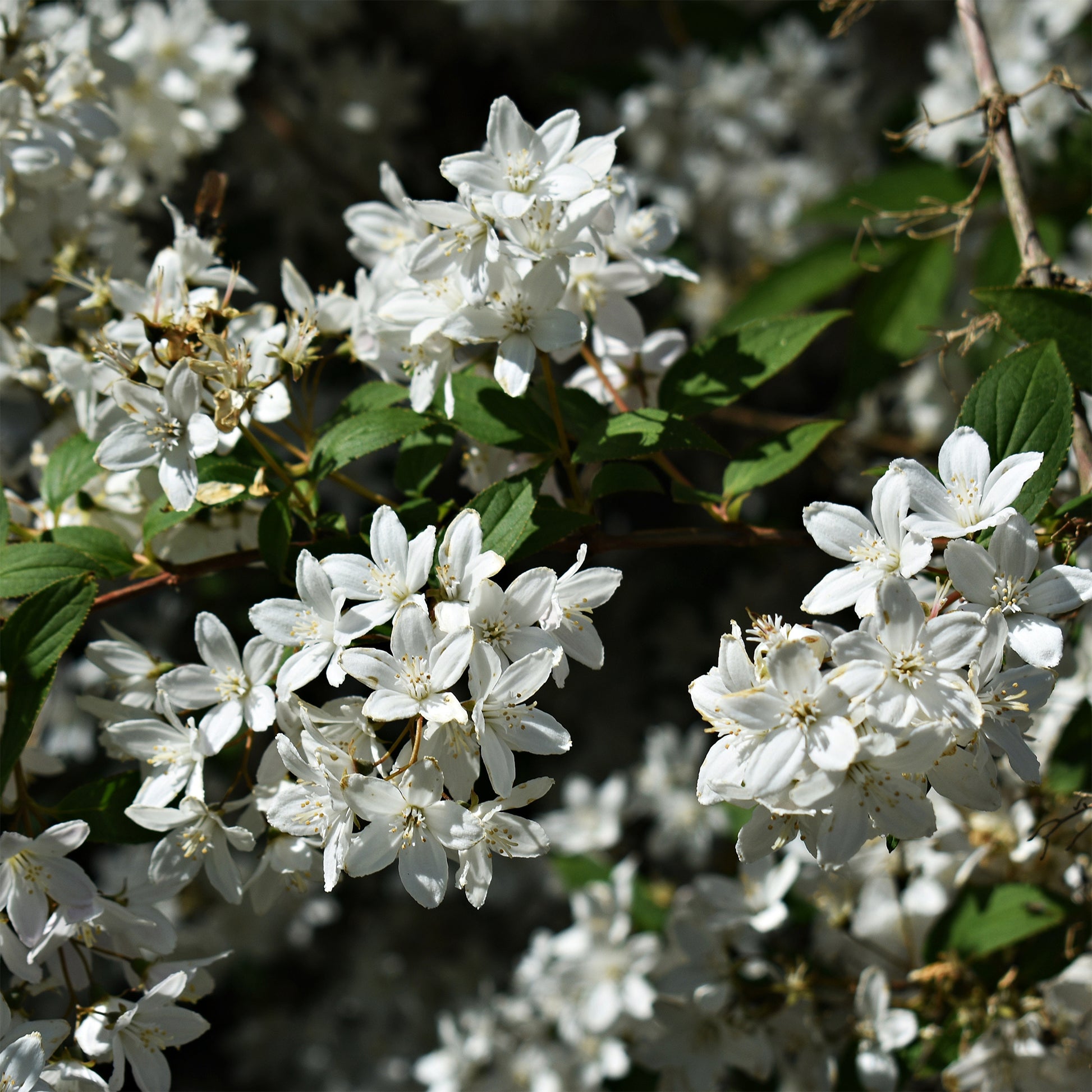 Deutzia gracilis Nikko - Deutzia nain Nikko - Deutzia