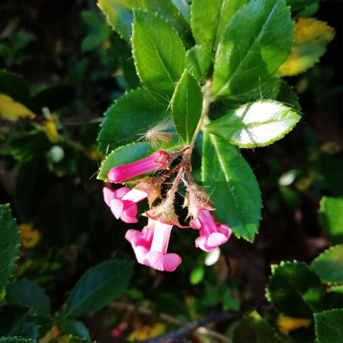 Escallonia rubra macrantha - Escallonia rubra macrantha - Bakker