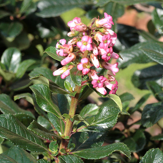 Escallonia rubra macrantha - Bakker