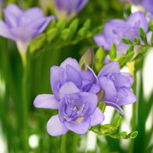 25 Freesias à fleurs doubles bleues - Bakker