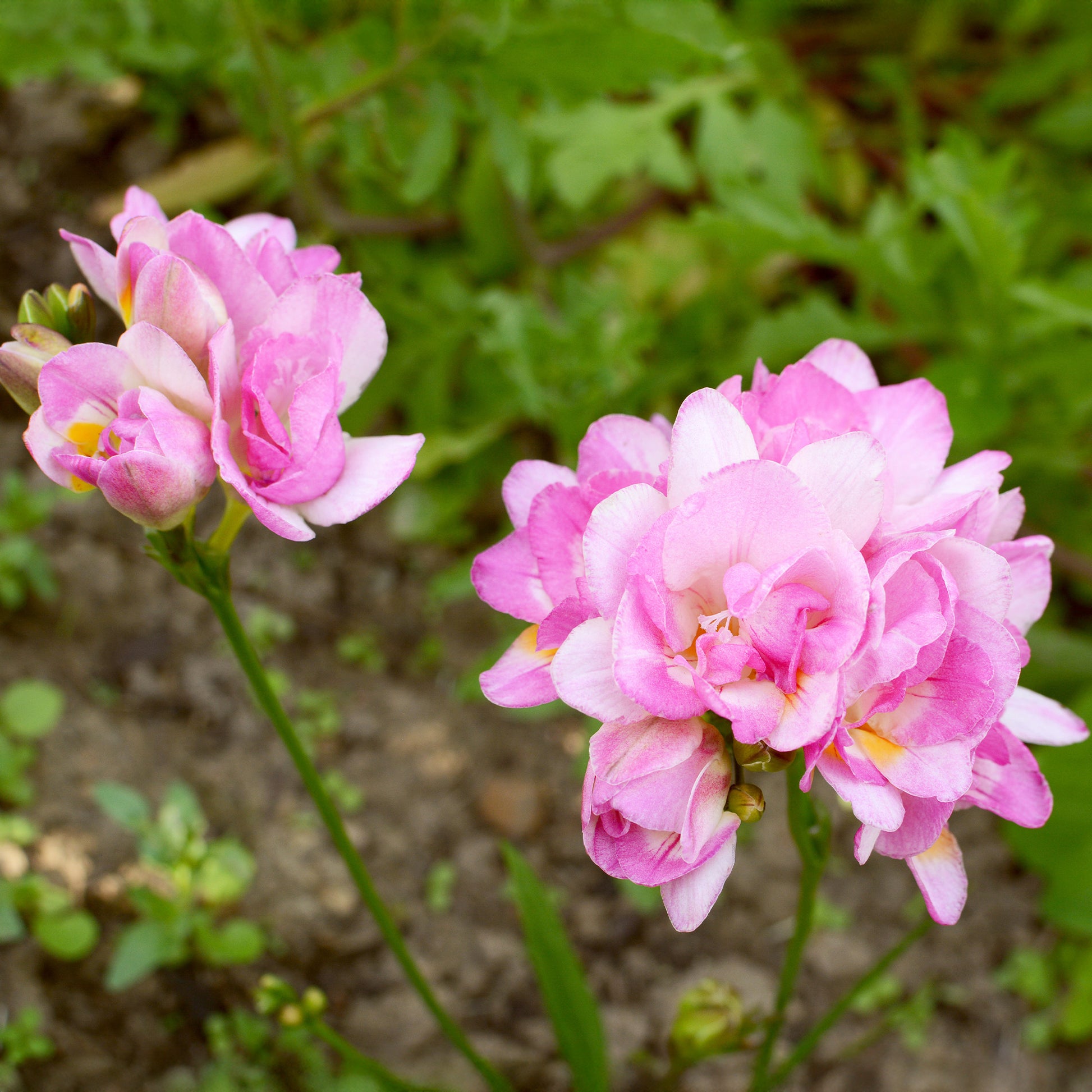 25 Freesias à fleurs doubles roses - Bakker