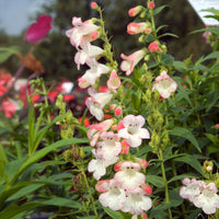 Penstemon Apple Blossom - Galane Apple Blossom - Penstemon - Galane