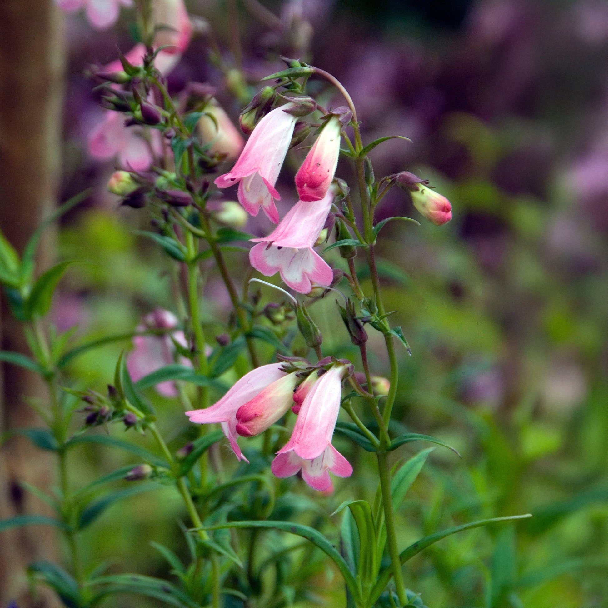 Galane Apple Blossom - Penstemon - Penstemon Apple Blossom - Bakker