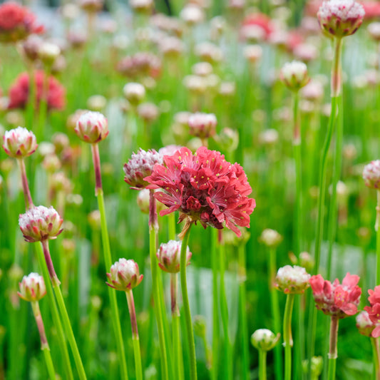 Gazon d'Espagne Ballerina rouge - Bakker