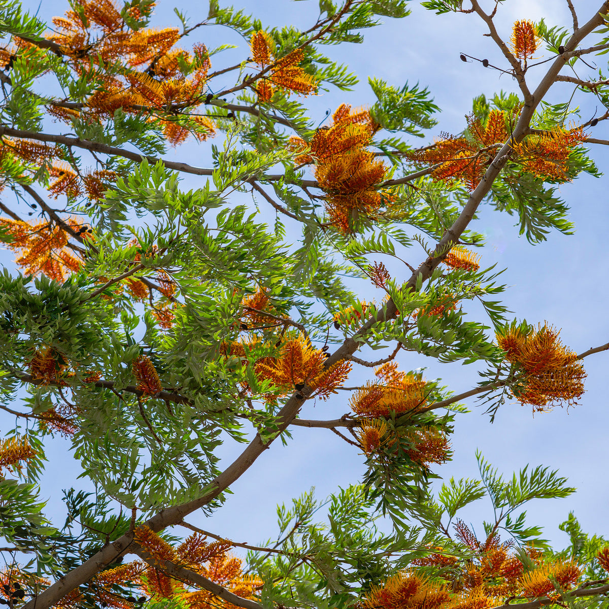 Grevillea robusta - Grévilléa - Chêne soyeux d'Australie - Arbres fleuris