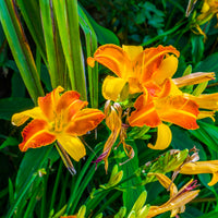 Hemerocallis Frans Hals - Hémérocalle Frans Hals - Hémérocalle - Hemerocallis