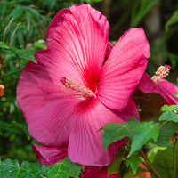 Hibiscus moscheutos - Hibiscus des marais - Hibiscus