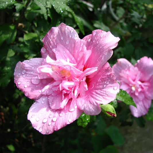 Hibiscus Ardens - Bakker