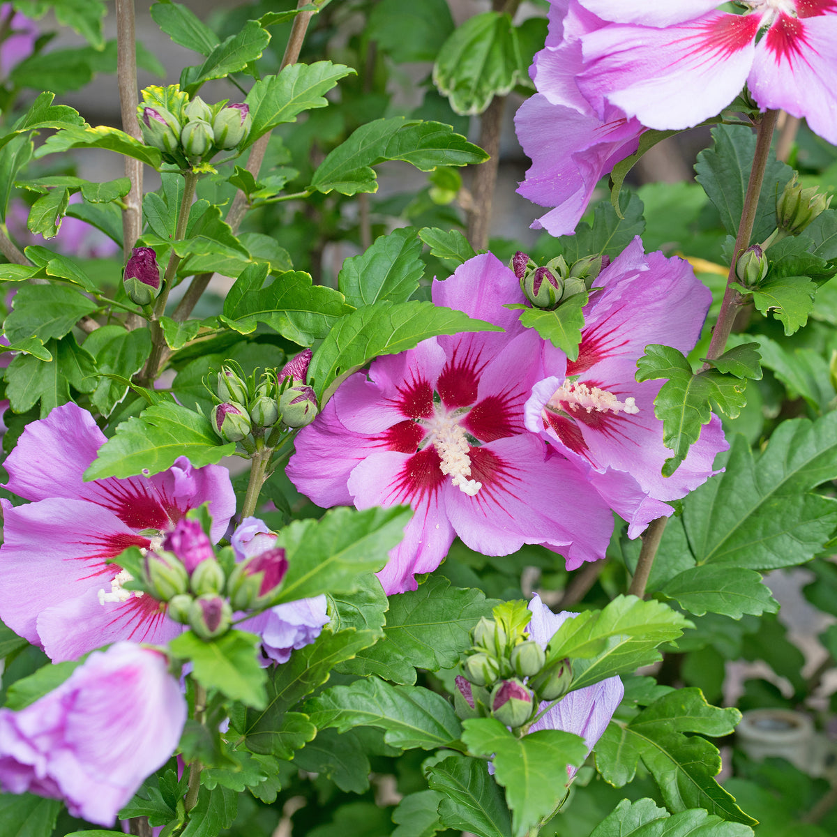Hibiscus syriacus Flower Tower Purple ® - Hibiscus Flower Tower Purple ® - Hibiscus