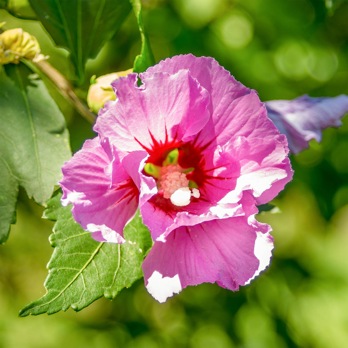 Hibiscus - Hibiscus Woodbridge - Hibiscus syriacus Woodbridge