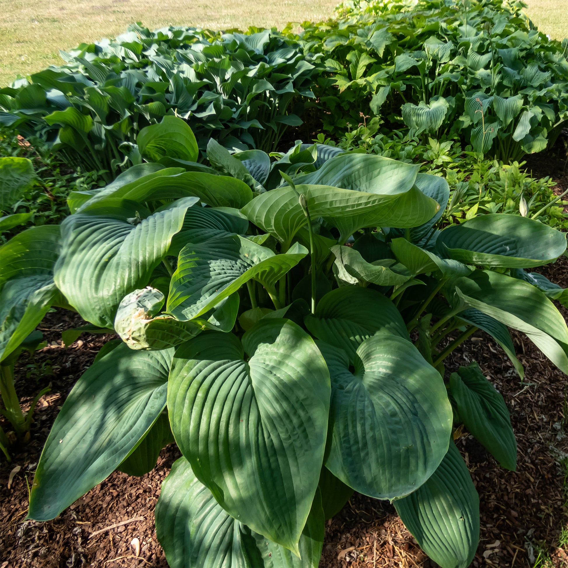 Hosta Empress Wu - Hosta Empress Wu - Hosta