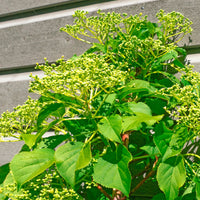 Hortensia grimpant Crug Coral - Hydrangea anomala Crug Coral - Bakker