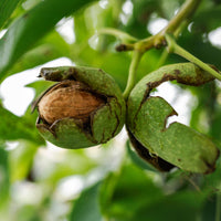 Noyer Commun Chandler - Juglans regia Chandler - Bakker