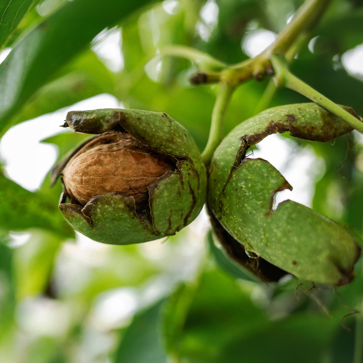 Juglans regia Chandler - Noyer Commun Chandler - Noyer