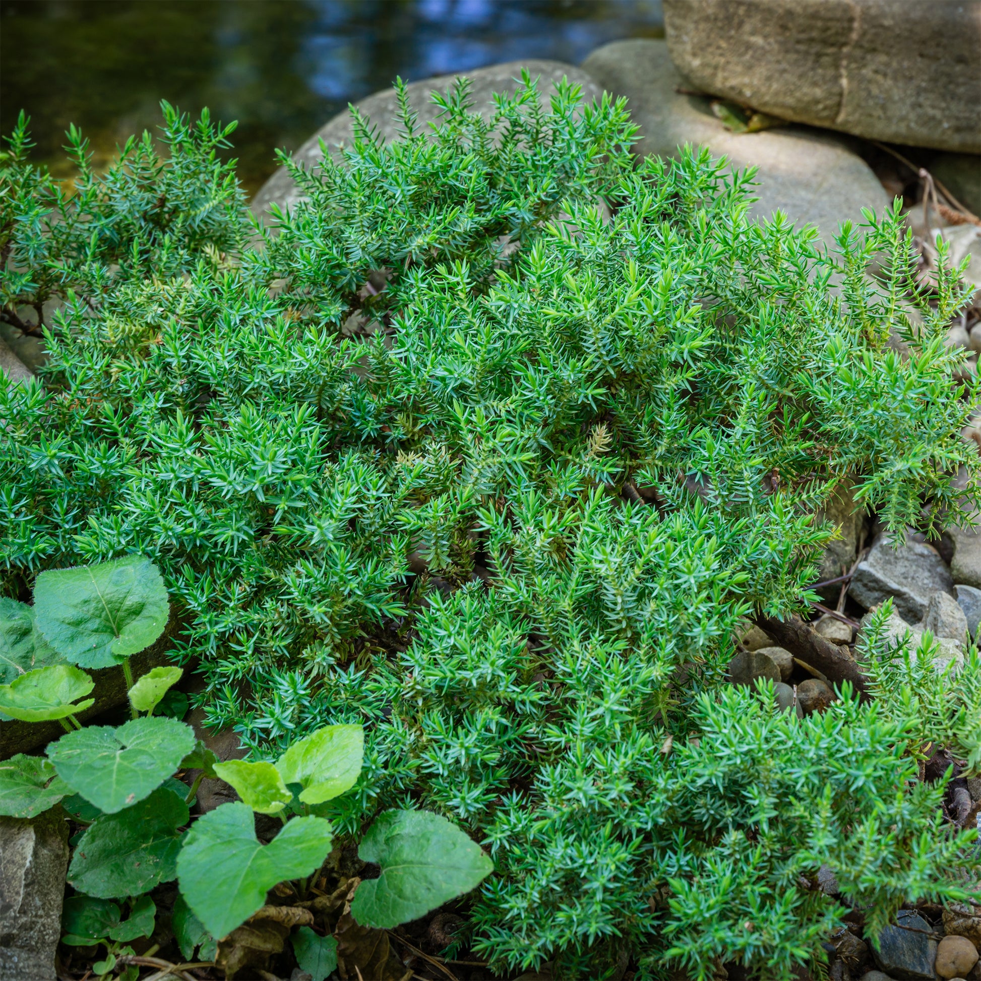 Plantes couvre-sol - Genévrier rampant Nana - Juniperus procumbens Nana