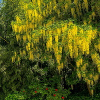 Arbres fleuris - Cytise faux ébénier - Cytise à grappes - Laburnum anagyroides