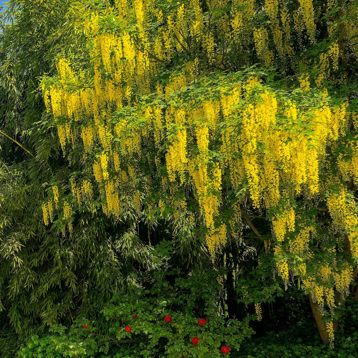 Arbres fleuris - Cytise faux ébénier - Cytise à grappes - Laburnum anagyroides