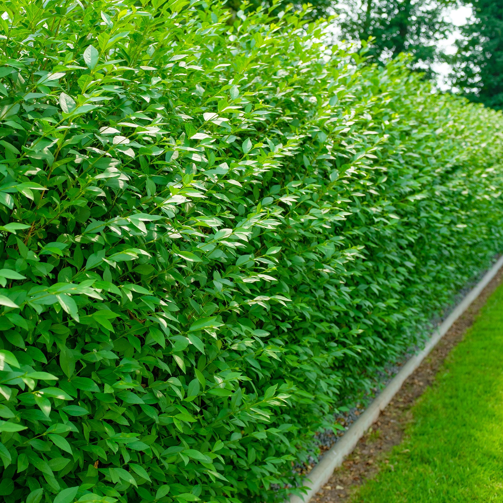 Troène commun Atrovirens - Ligustrum vulgare Atrovirens - Bakker