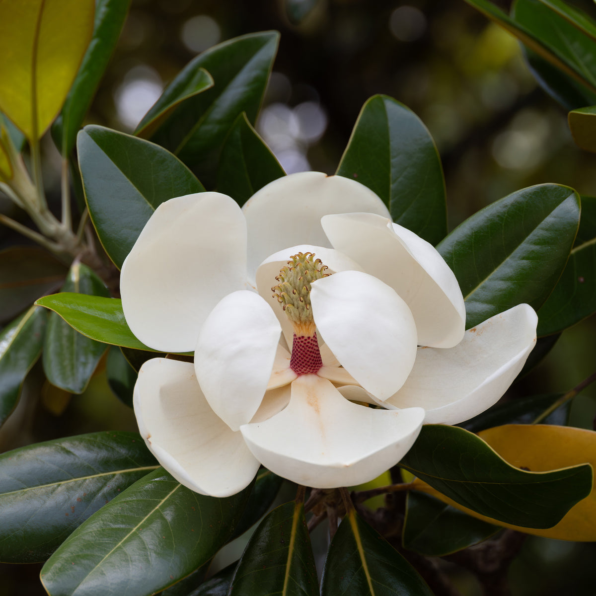 Vente Magnolia grandiflora Alta - Magnolia grandiflora Alta