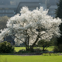 Magnolia de Kobé - Bakker