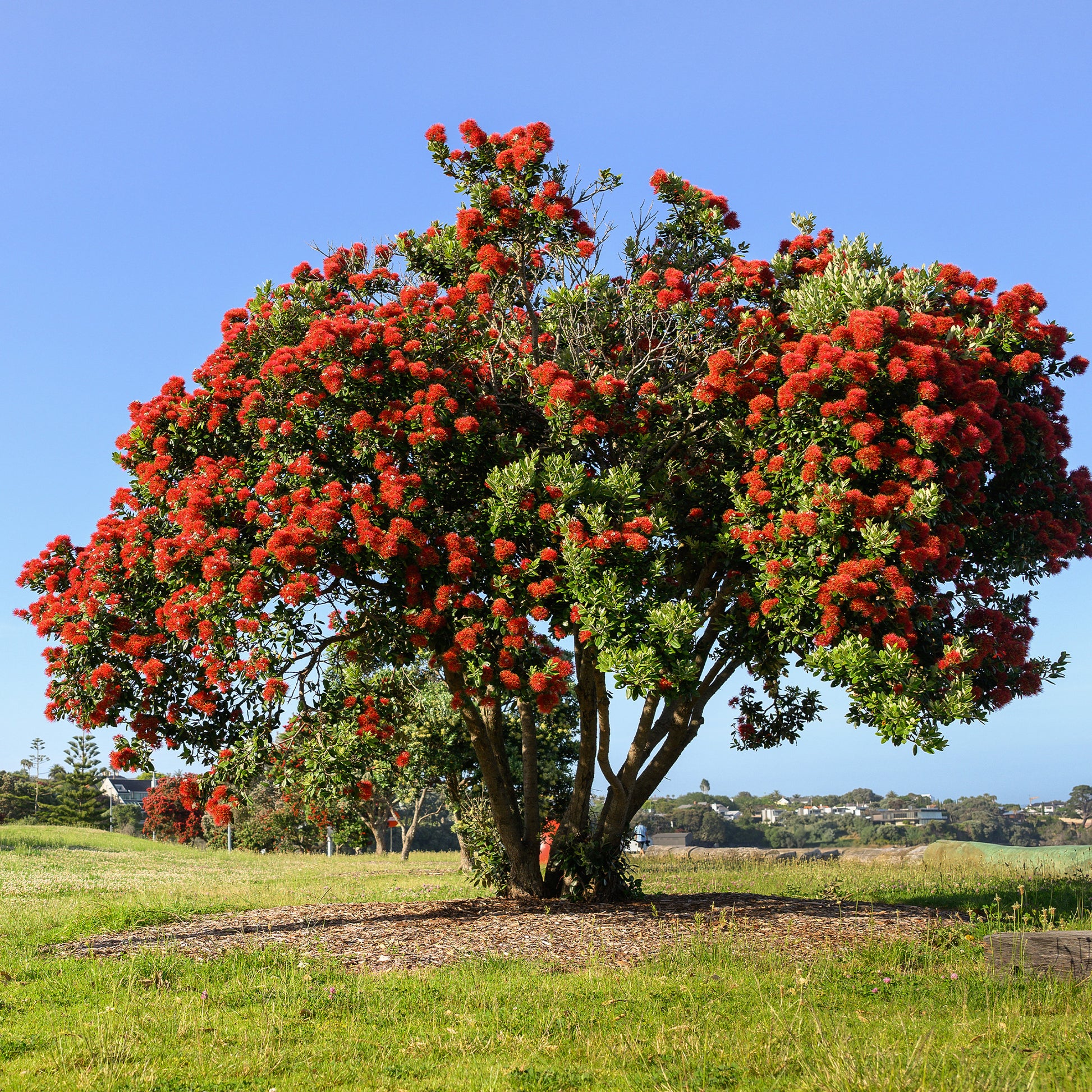 Metrosideros excelsa - Pohutukawa - Metrosideros excelsa - Arbres fleuris